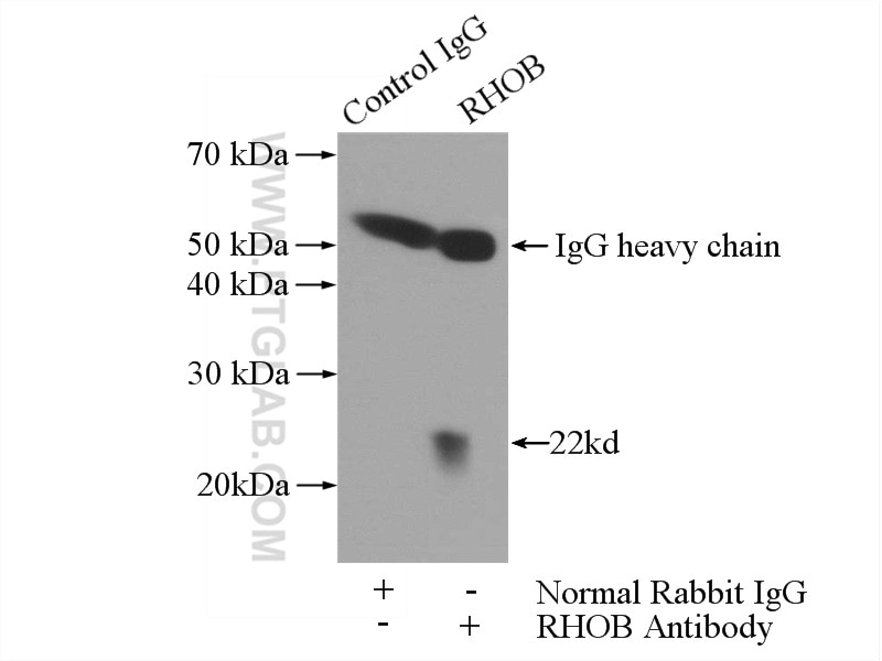 Immunoprecipitation (IP) experiment of HeLa cells using RHOB Polyclonal antibody (14326-1-AP)