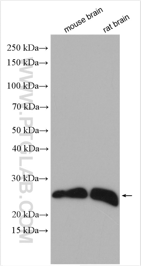 Western Blot (WB) analysis of various lysates using RHOB Polyclonal antibody (14326-1-AP)