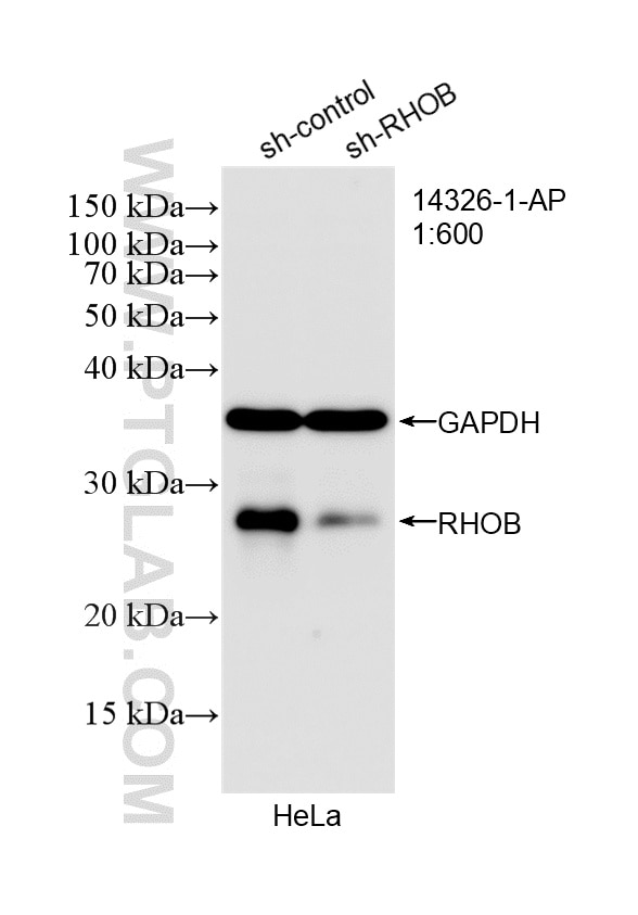 Western Blot (WB) analysis of HeLa cells using RHOB Polyclonal antibody (14326-1-AP)