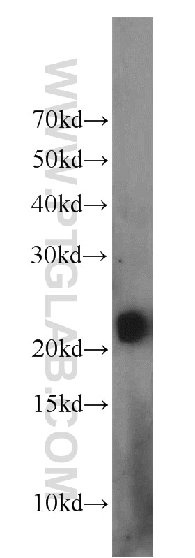 Western Blot (WB) analysis of HEK-293 cells using RHOB Polyclonal antibody (14326-1-AP)