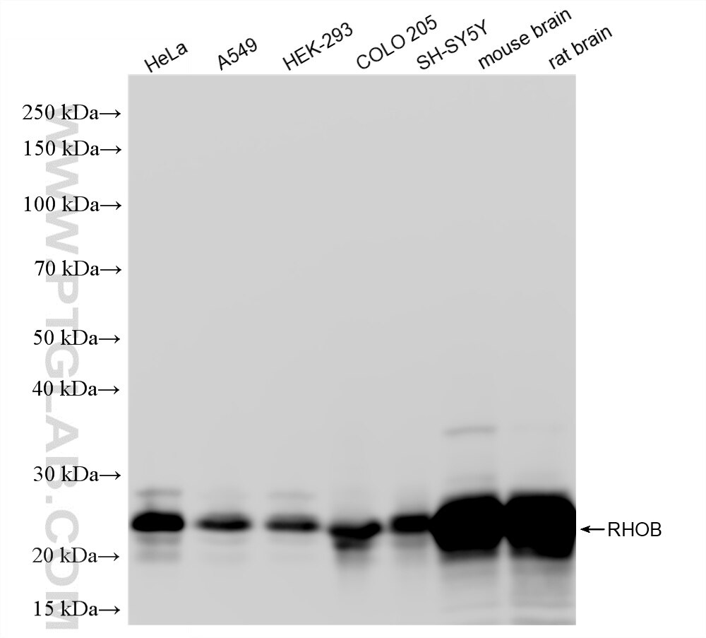 WB analysis using 86663-4-RR Western Blot (WB) analysis of various lysates using RHOB Recombinant monoclonal antibody (86663-4-RR)