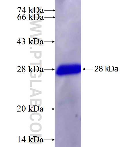 RHOB fusion protein Ag5916 SDS-PAGE