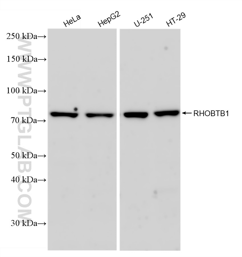 Western Blot (WB) analysis of various lysates using RHOBTB1 Recombinant antibody (83342-1-RR)