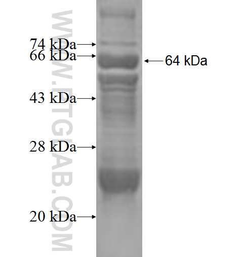 RHOBTB1 fusion protein Ag3365 SDS-PAGE