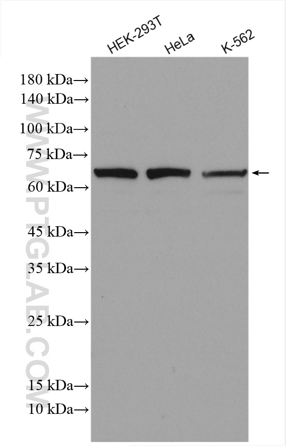 Western Blot (WB) analysis of various lysates using RHOBTB3 Polyclonal antibody (13945-1-AP)