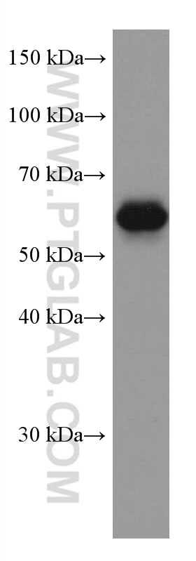 WB analysis of U2OS using 67502-1-Ig