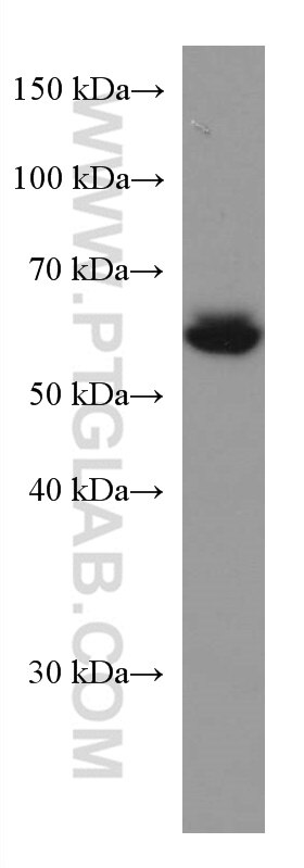 Western Blot (WB) analysis of HEK-293 cells using RHOBTB3 Monoclonal antibody (67502-1-Ig)