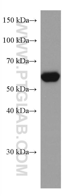 Western Blot (WB) analysis of K-562 cells using RHOBTB3 Monoclonal antibody (67502-1-Ig)