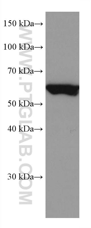 Western Blot (WB) analysis of pig brain tissue using RHOBTB3 Monoclonal antibody (67502-1-Ig)