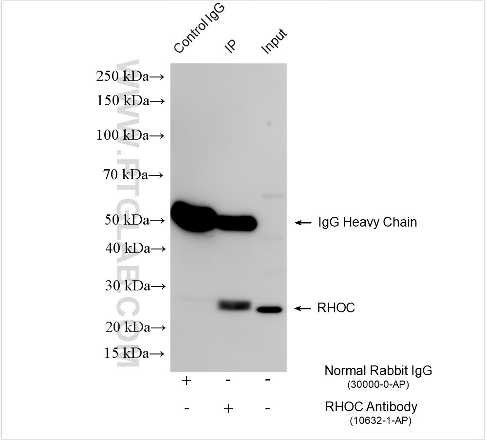 Immunoprecipitation (IP) experiment of A549 cells using RHOC Polyclonal antibody (10632-1-AP)