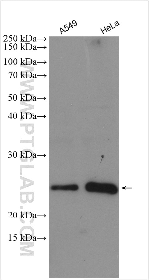 Western Blot (WB) analysis of various lysates using RHOC Polyclonal antibody (10632-1-AP)