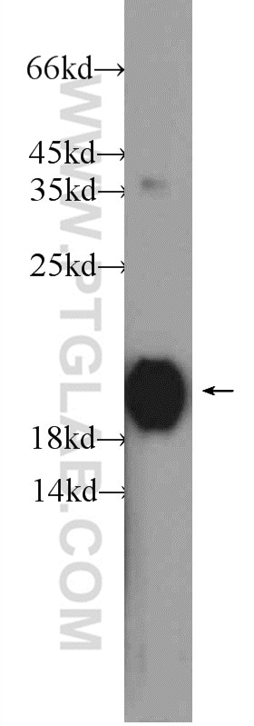 Western Blot (WB) analysis of C6 cells using RHOC Polyclonal antibody (10632-1-AP)
