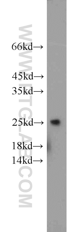 Western Blot (WB) analysis of NIH/3T3 cells using RHOC Polyclonal antibody (10632-1-AP)