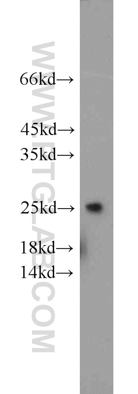 WB analysis of NIH/3T3 using 10632-1-AP