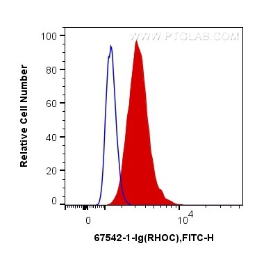 Flow cytometry (FC) experiment of HepG2 cells using RHOC Monoclonal antibody (67542-1-Ig)