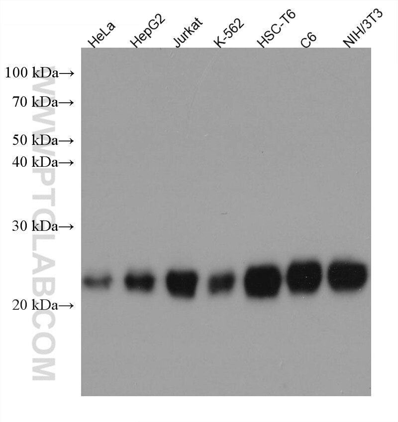 Western Blot (WB) analysis of various lysates using RHOC Monoclonal antibody (67542-1-Ig)