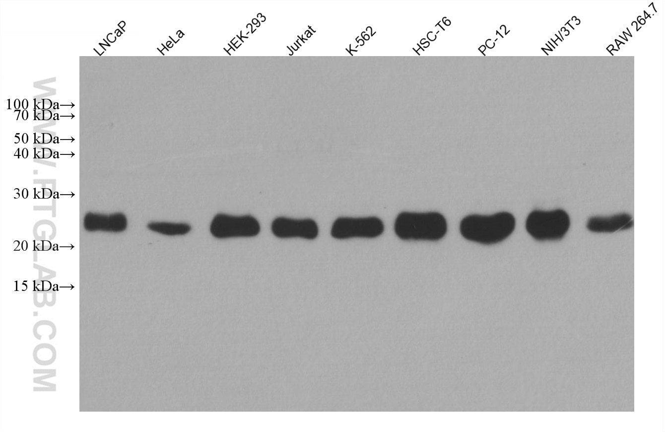 Western Blot (WB) analysis of various lysates using RHOC Monoclonal antibody (67542-1-Ig)