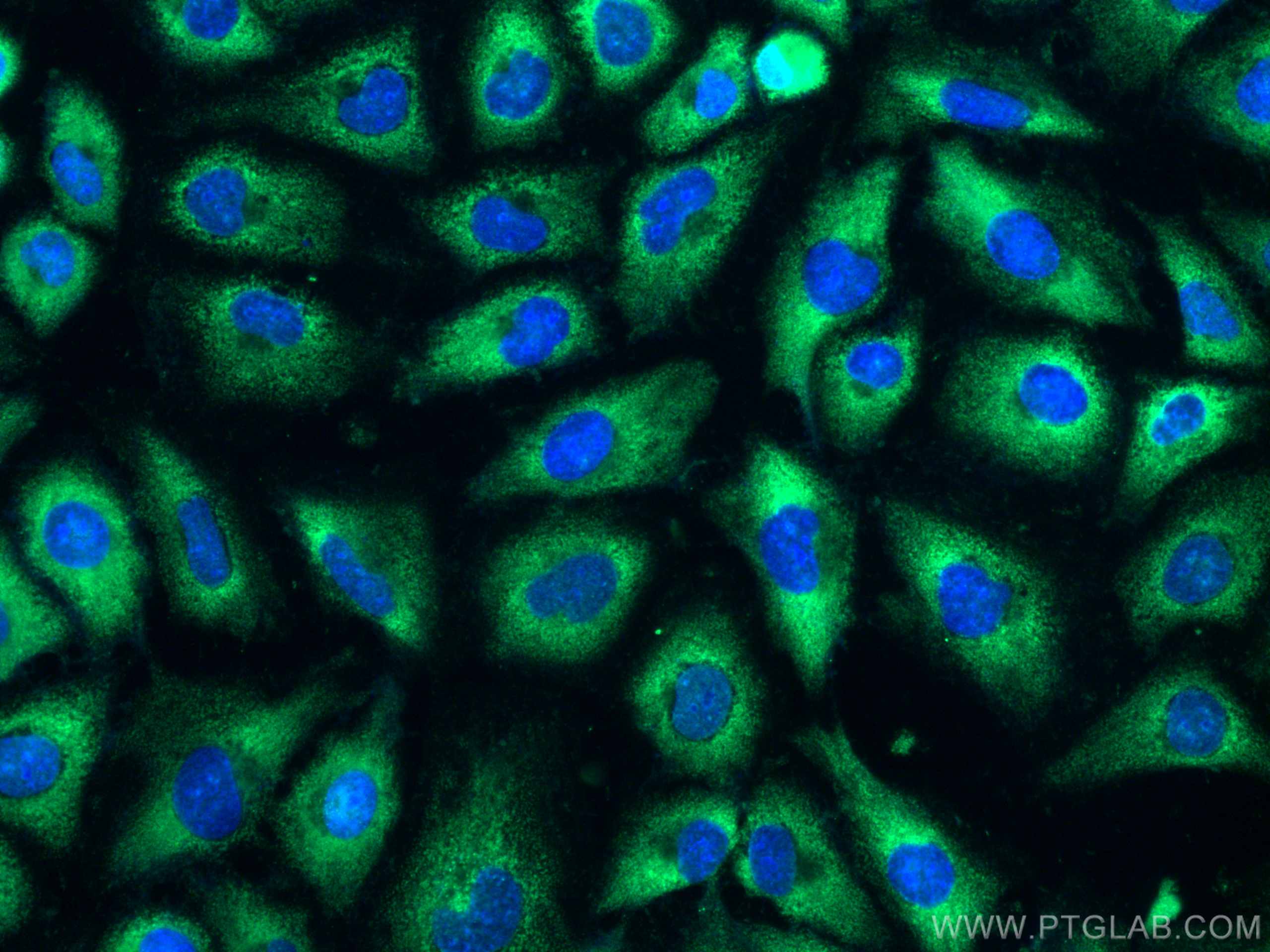 Immunofluorescence (IF) / fluorescent staining of HeLa cells using CoraLite® Plus 488-conjugated RHOC Monoclonal anti (CL488-67542)