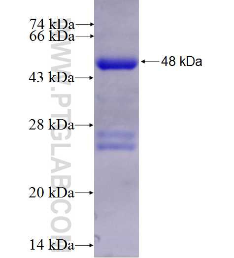 RHOC fusion protein Ag0988 SDS-PAGE