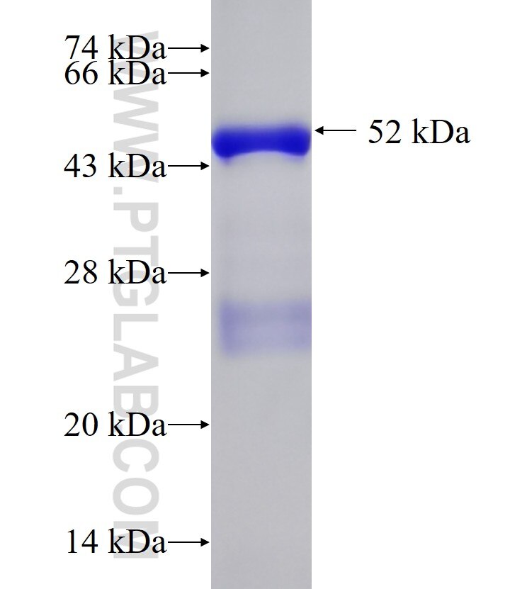 RHOC fusion protein Ag0988 SDS-PAGE