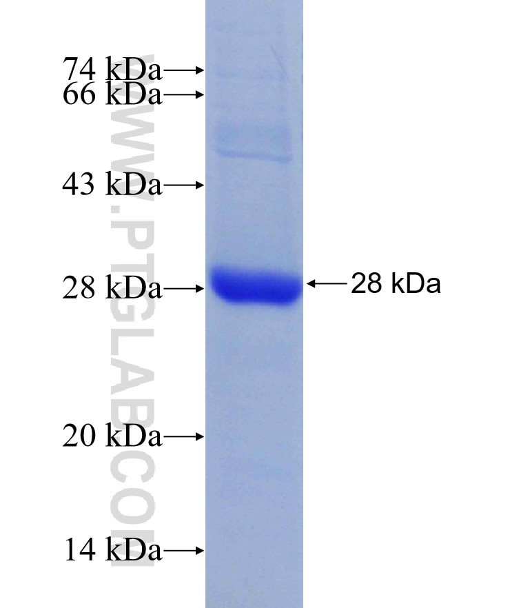 RHOC fusion protein Ag14633 SDS-PAGE