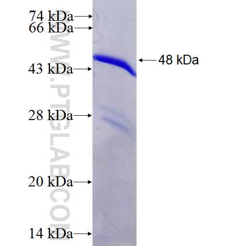 RHOC fusion protein Ag5844 SDS-PAGE