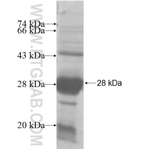 RHOC fusion protein Ag6291 SDS-PAGE
