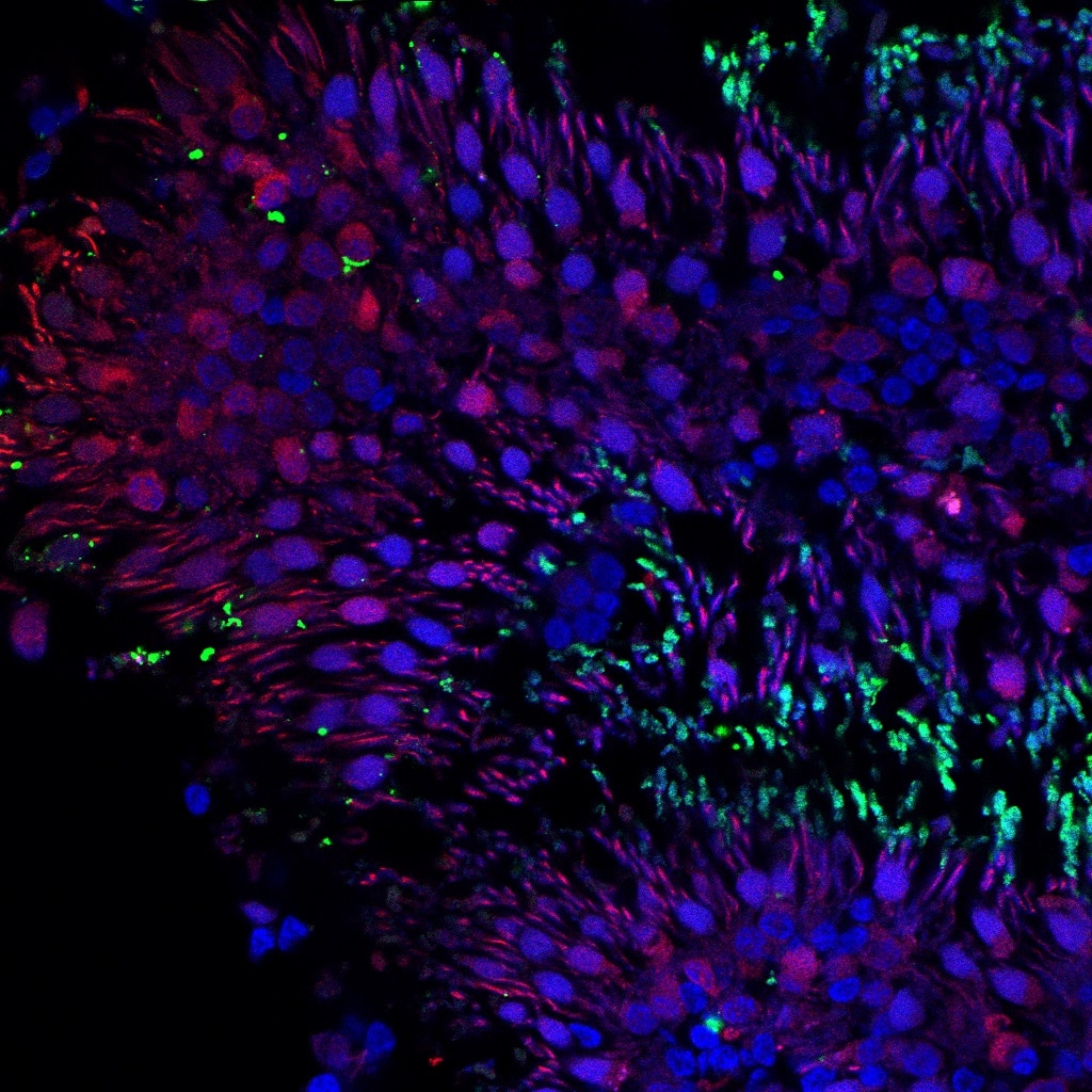 Immunofluorescence (IF) / fluorescent staining of Human Retina Whole Mount using RHOD Polyclonal antibody (11717-1-AP)