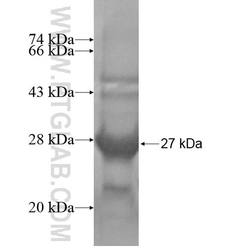 RHOD fusion protein Ag14890 SDS-PAGE