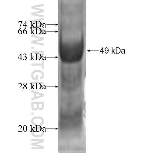 RHOD fusion protein Ag2291 SDS-PAGE