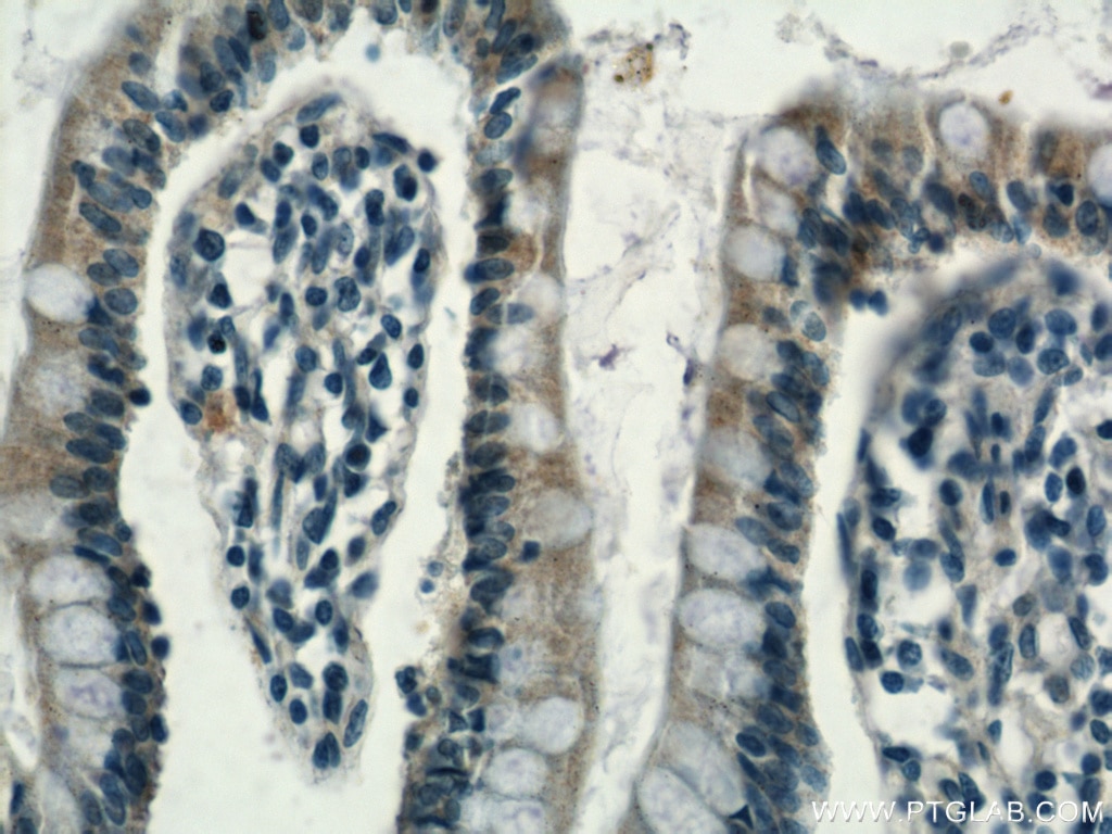 Immunohistochemistry (IHC) staining of human small intestine tissue using RHOF Polyclonal antibody (12290-1-AP)