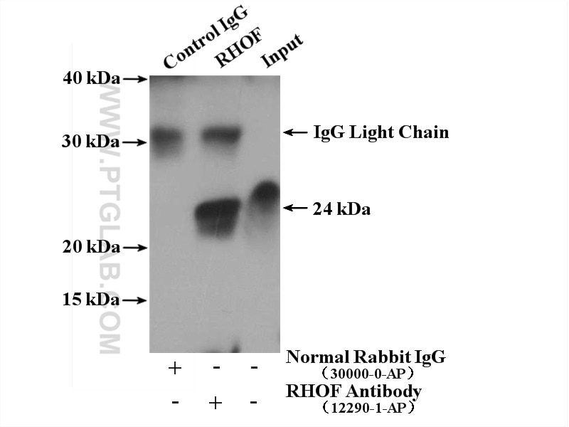 Immunoprecipitation (IP) experiment of COLO 320 cells using RHOF Polyclonal antibody (12290-1-AP)