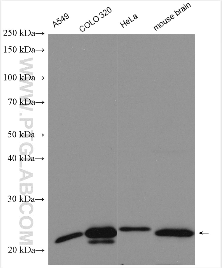 Western Blot (WB) analysis of various lysates using RHOF Polyclonal antibody (12290-1-AP)