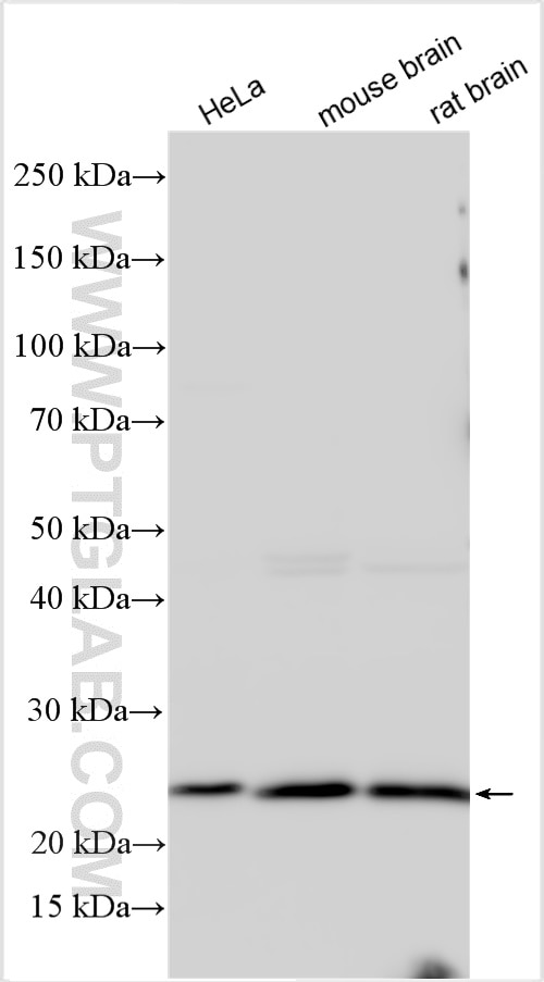 Western Blot (WB) analysis of various lysates using RHOF Polyclonal antibody (12290-1-AP)