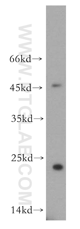 Western Blot (WB) analysis of COLO 320 cells using RHOF Polyclonal antibody (12290-1-AP)