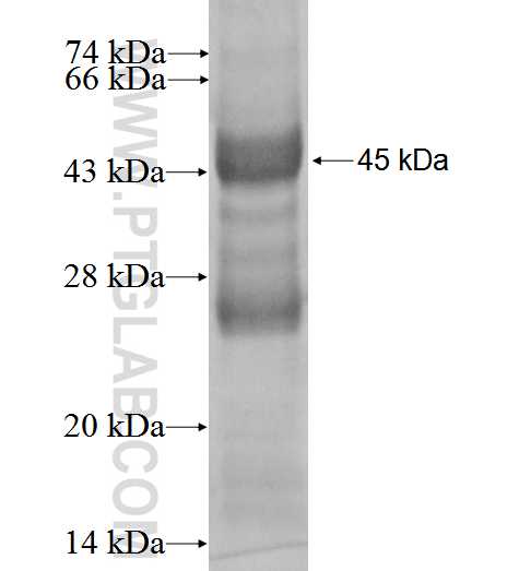RHOF fusion protein Ag2943 SDS-PAGE
