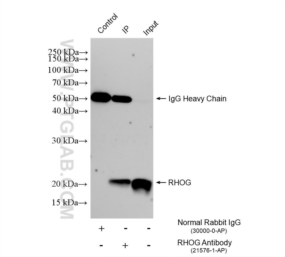 Immunoprecipitation (IP) experiment of HL-60 cells using RHOG Polyclonal antibody (21576-1-AP)