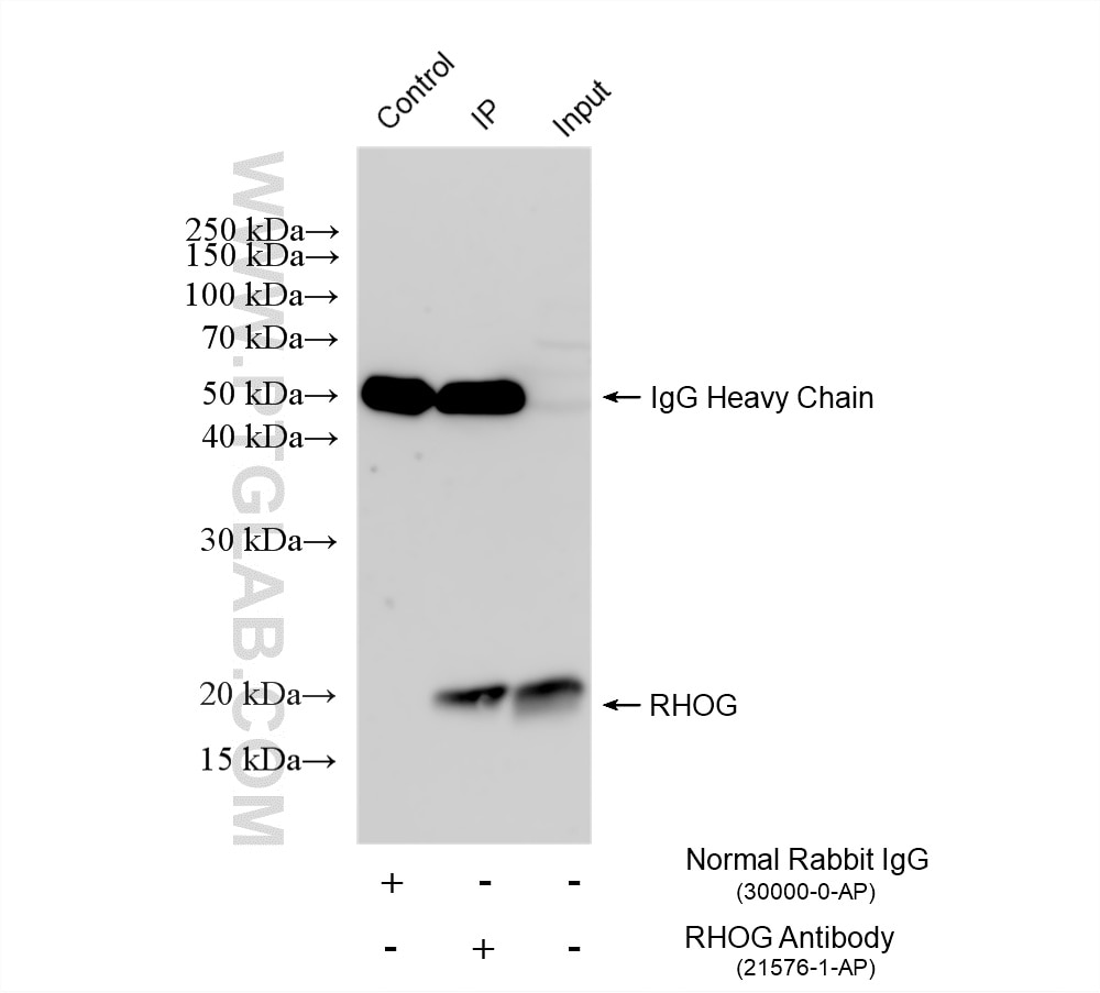 Immunoprecipitation (IP) experiment of Jurkat cells using RHOG Polyclonal antibody (21576-1-AP)
