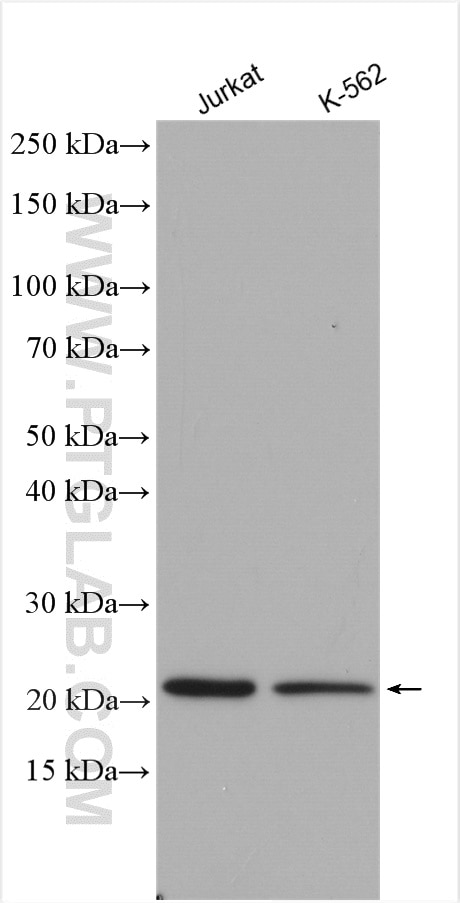 Western Blot (WB) analysis of various lysates using RHOG Polyclonal antibody (21576-1-AP)