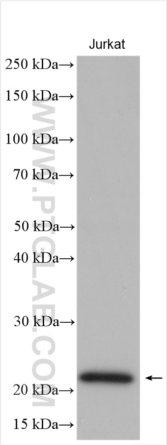 Western Blot (WB) analysis of Jurkat cells using RHOG Polyclonal antibody (21576-1-AP)