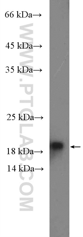 Western Blot (WB) analysis of HeLa cells using RHOG Polyclonal antibody (21576-1-AP)