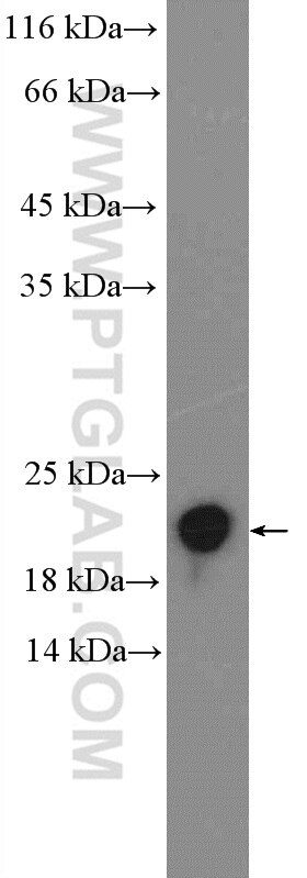 Western Blot (WB) analysis of MCF-7 cells using RHOG Polyclonal antibody (21576-1-AP)