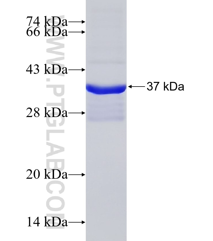 RHOG fusion protein Ag16118 SDS-PAGE