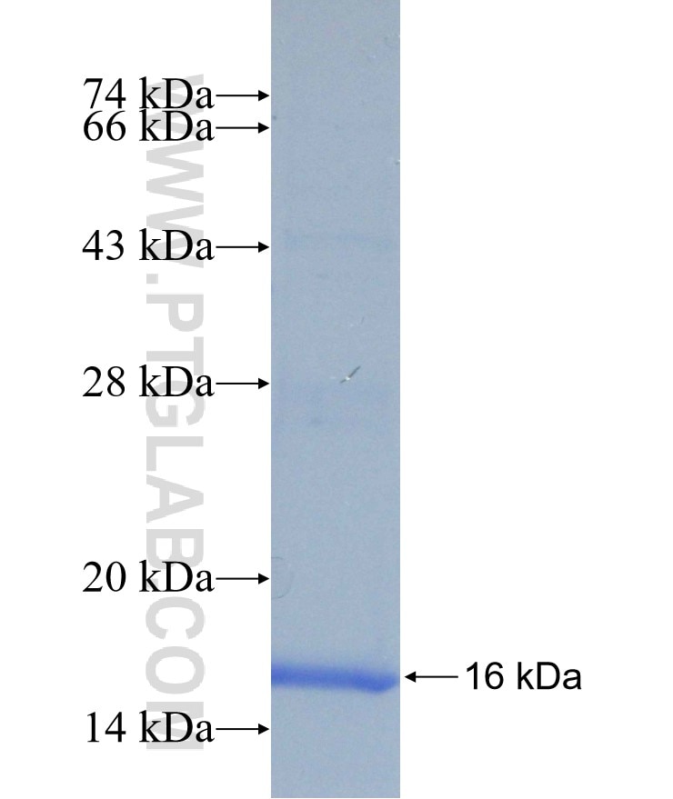 RHOG fusion protein Ag17075 SDS-PAGE