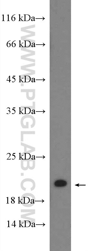 Western Blot (WB) analysis of MCF-7 cells using RHOG-Specific Polyclonal antibody (19671-1-AP)