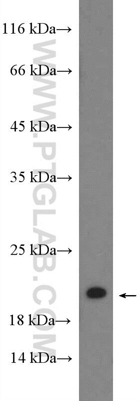 Western Blot (WB) analysis of MCF-7 cells using RHOG-Specific Polyclonal antibody (19671-1-AP)