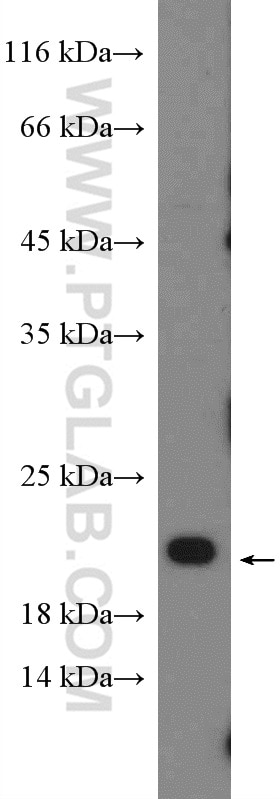 Western Blot (WB) analysis of HeLa cells using RHOG-Specific Polyclonal antibody (19671-1-AP)