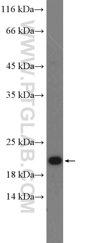 Western Blot (WB) analysis of MDA-MB-453s cells using RHOG-Specific Polyclonal antibody (19671-1-AP)