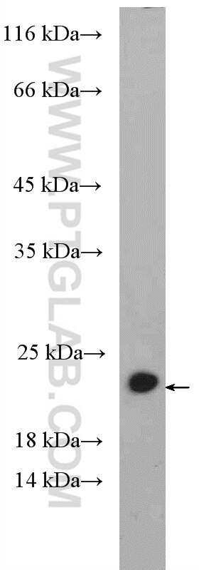 Western Blot (WB) analysis of NIH/3T3 cells using RHOG-Specific Polyclonal antibody (19671-1-AP)