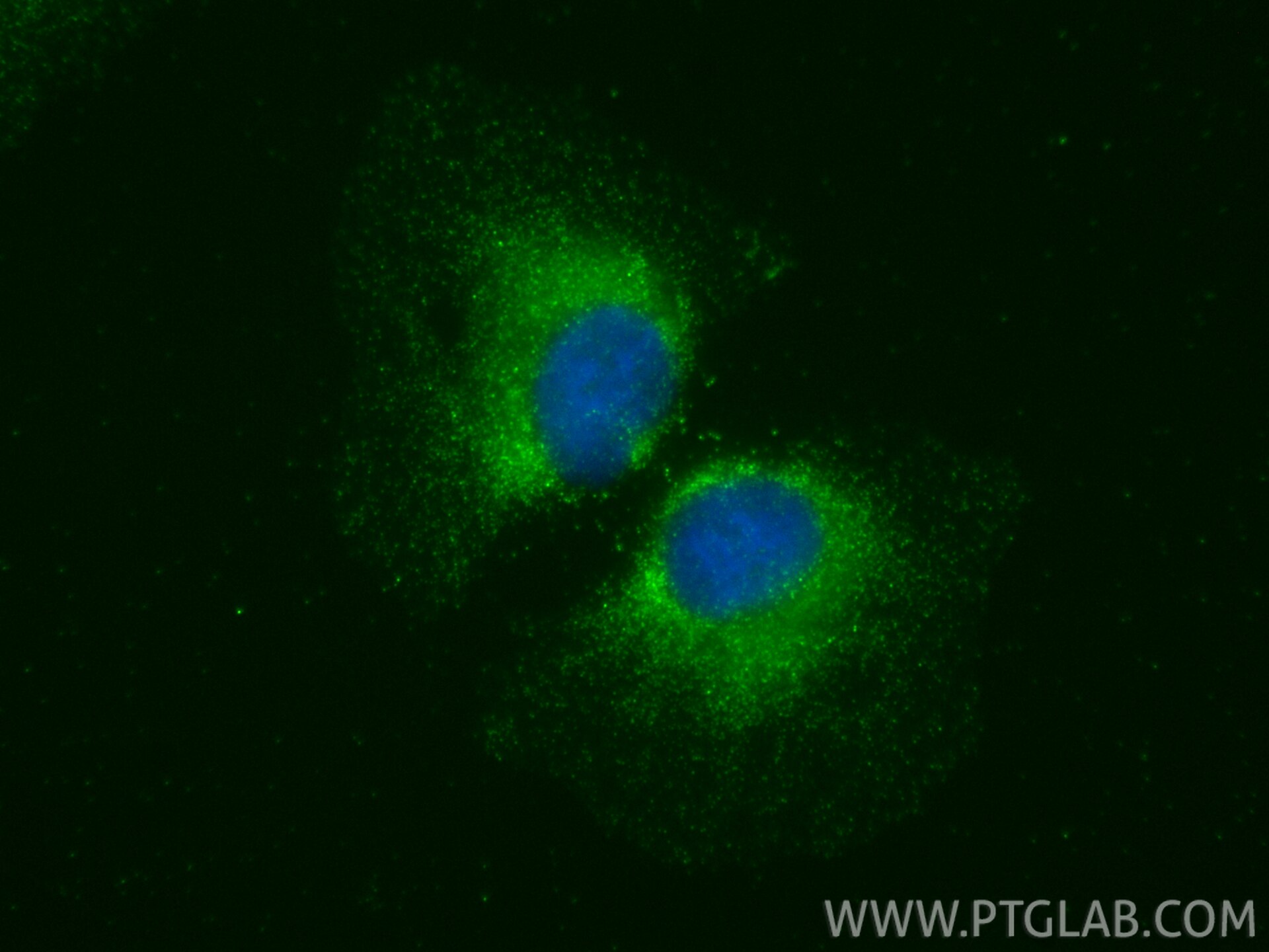 IF Staining of A549 using 27263-1-AP Immunofluorescence (IF) / fluorescent staining of A549 cells using RHOH Polyclonal antibody (27263-1-AP)